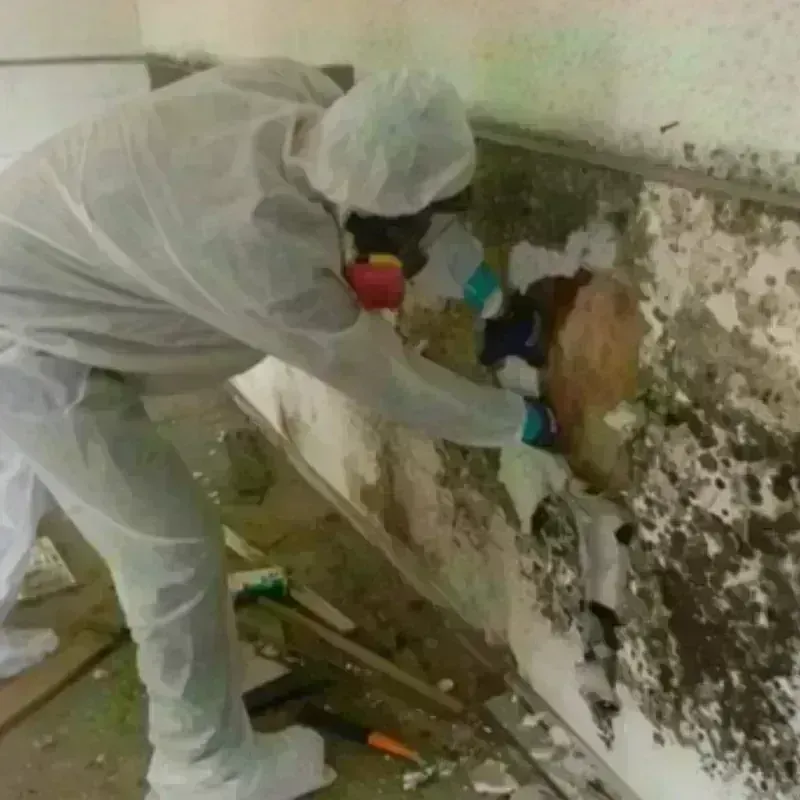 Best Mold Remediation and Removal Service in De Witt County, IL